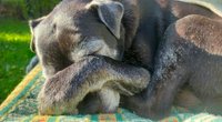 Wie viele Hundejahre sind ein Menschenjahr? Bestimme ganz einfach das Alter deines Hundes