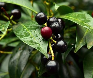 Ist Kirschlorbeer giftig? Diese Gefahren lauern