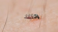 Kriebelmücke: Diese gefährliche Mücke könnte man leicht mit einer Fliege verwechseln