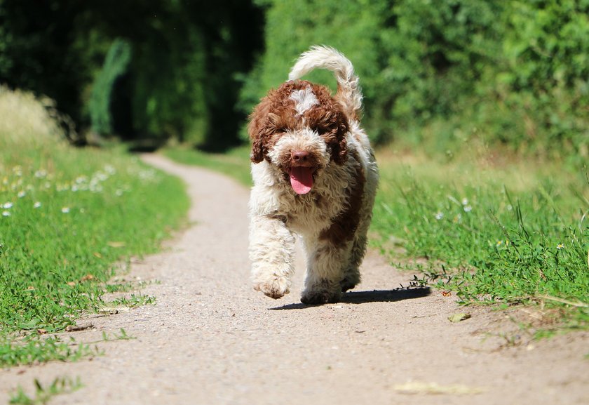 Lagotto Romagnolo