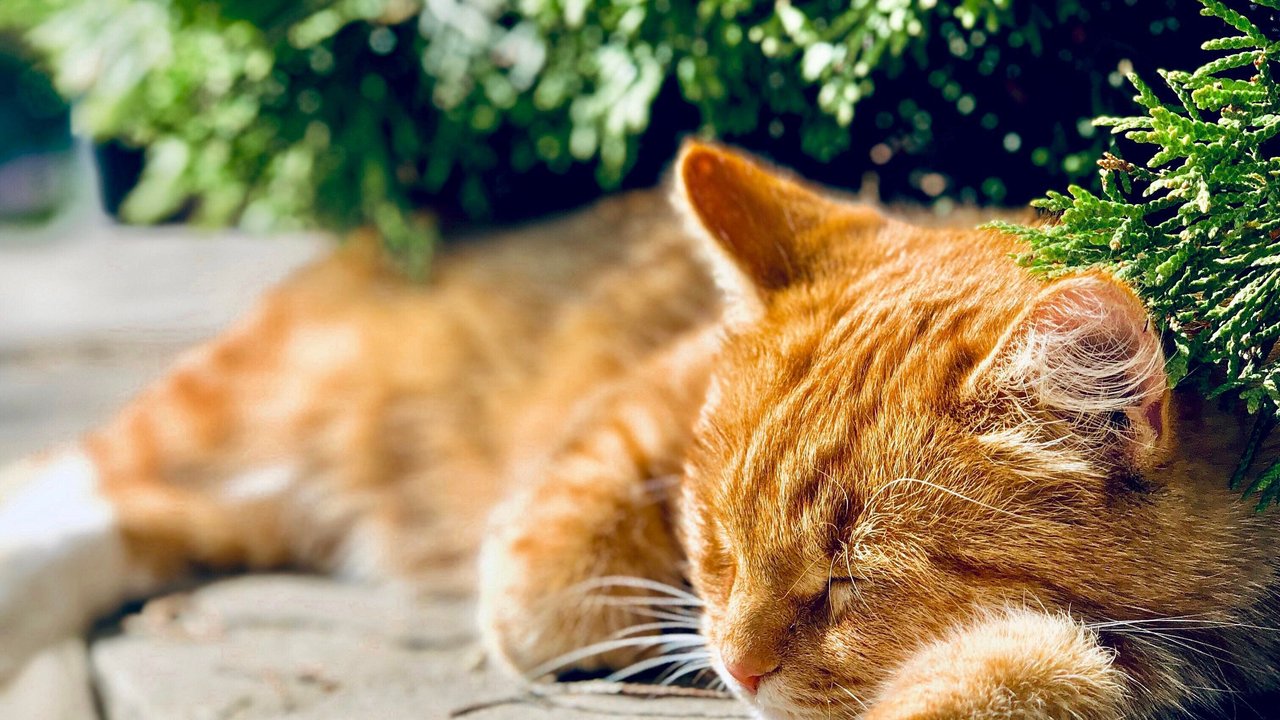 Katzen sind wahre Vielschläfer, denen selbst im Schlaf kein Detail entgeht.