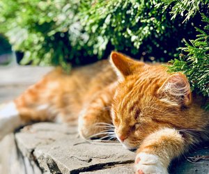 Für Pfotenfreunde: Wie lange schlafen Katzen?