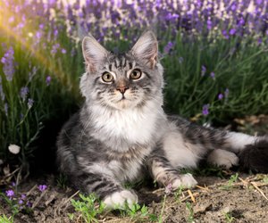 Brauchen viel Fürsorge: Die anspruchvollsten Katzenrassen