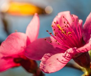 Pfirsichbaum: Wann blüht er und wie schützt man die Blüten vor Frost?