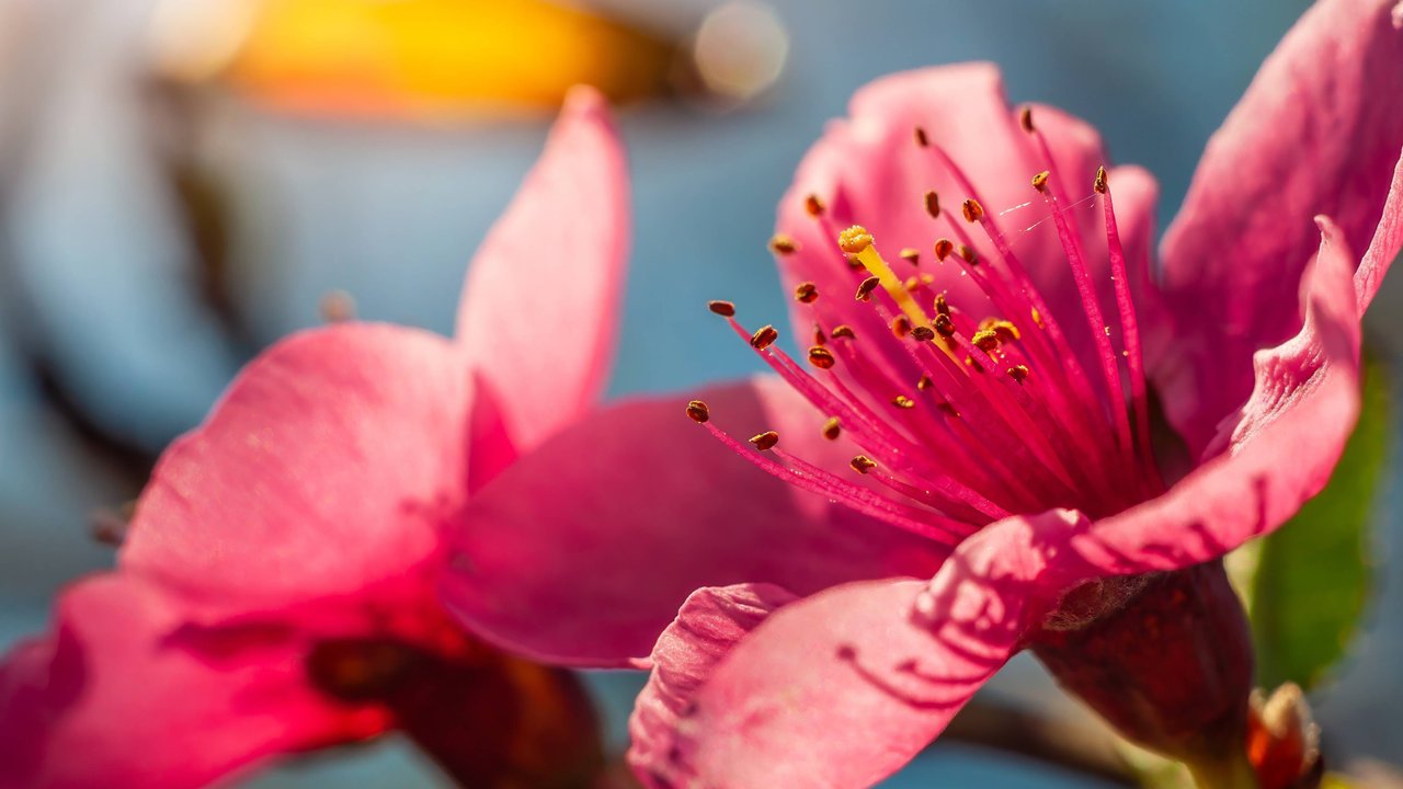 Zarte rosa Pfirsichblüten leuchten in der Frühlingssonne.
