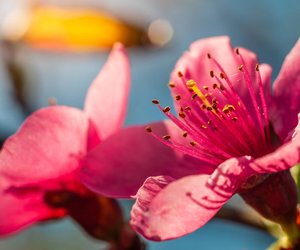 Pfirsichbaum: Wann blüht er und wie schützt man die Blüten vor Frost?