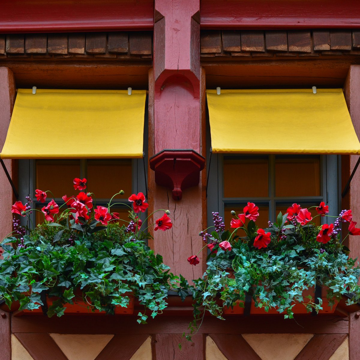 hngender efeu balkon Hecke am laufenden Meter BALKON - Hedera helix