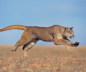 Wo leben Pumas? Die Heimat der kleinen Raubkatzen