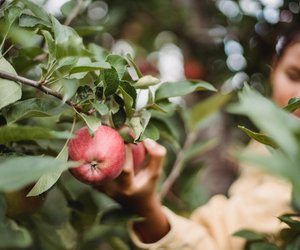 Apfel und Stillen – Rund, knackig und gesund