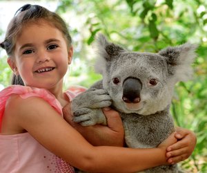 Wo leben Koalas? Wir beantworten spannende Kinderfragen