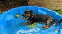 Sommer-Spaß für deinen Vierbeiner: Der Hundepool von Lidl für den Garten