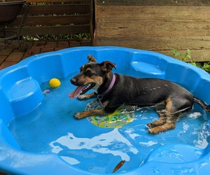 Sommer-Spaß für deinen Vierbeiner: Der Hundepool von Lidl für den Garten