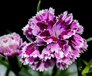 Nelken: Sind diese schönen Blumen giftig?