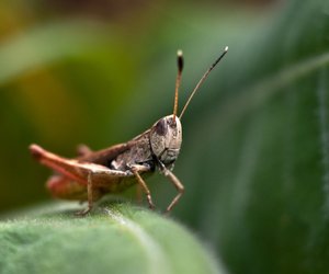 Grillen: Was fressen die musikalischen Insekten eigentlich?
