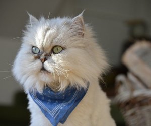 Die teuersten Katzen der Welt – diese Samtpfoten sind ein Vermögen wert