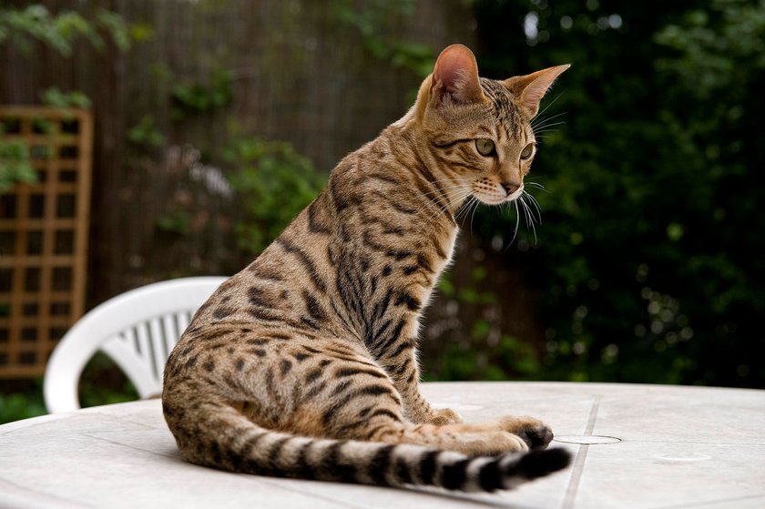 Rassekatze Savannah