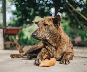 Dürfen Hunde Brot essen? Die Brotsorte ist entscheidend