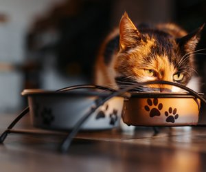 Dürfen Katzen Rucola essen: Gehört Salat wirklich in den Katzennapf?