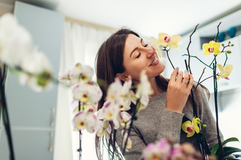 Blumen und ihre Bedeutung: Orchidee
