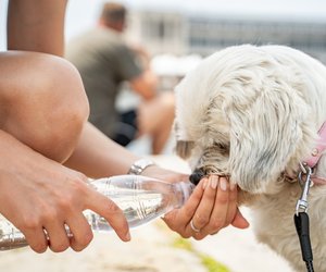 Unterstütze deinen Hund im Sommer: Tipps, um deinen Vierbeiner abzukühlen