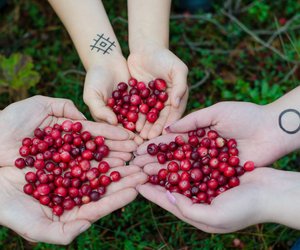 Cranberry roh essen: Geschmack und Inhaltsstoffe im Blick