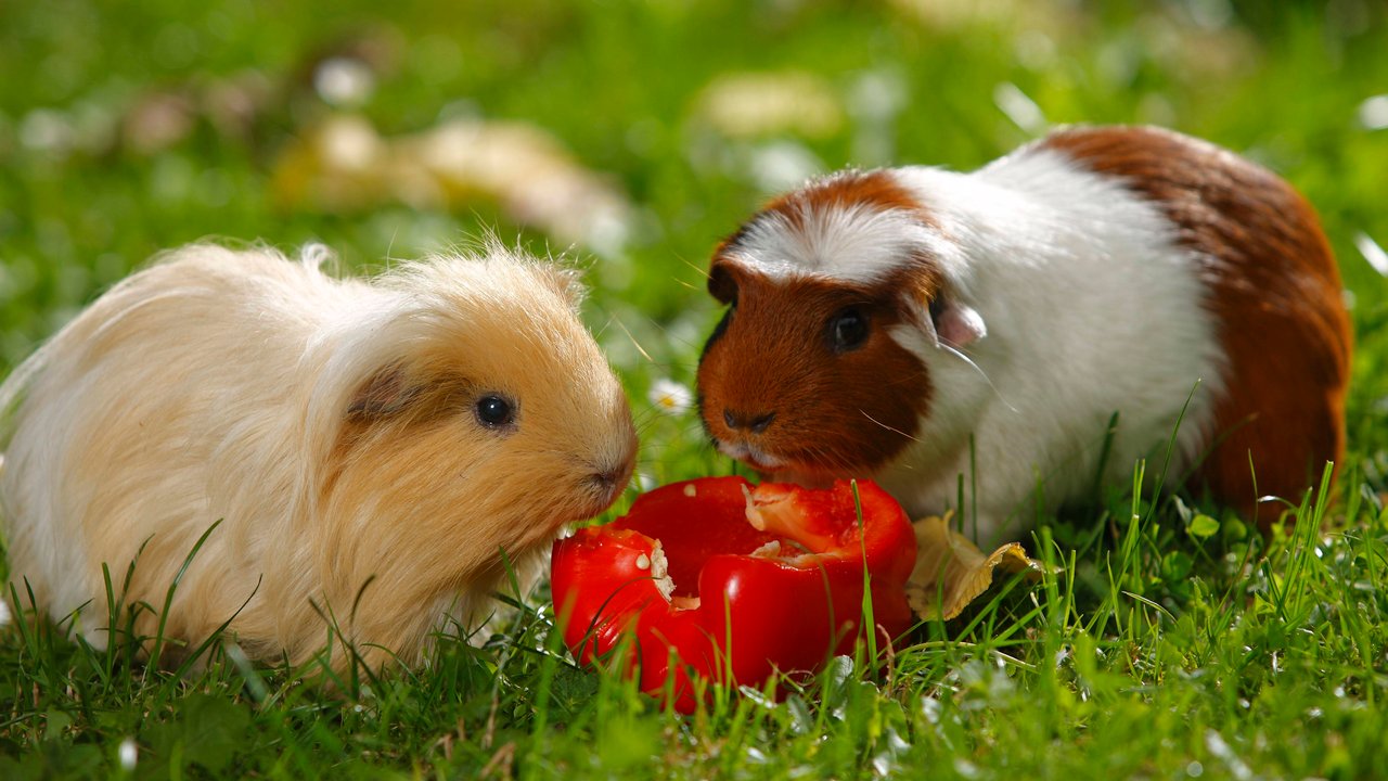 Meerschweinchen snacken gerne Paprika.