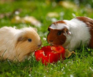 Dürfen Meerschweinchen Paprika essen?