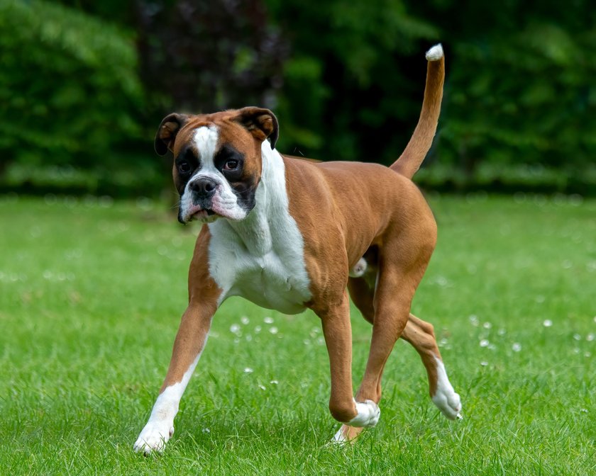 Ein Boxer spaziert über eine Wiese