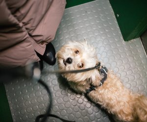 Wie alt werden Havaneser? Diese Lebenserwartung haben die Vierbeiner