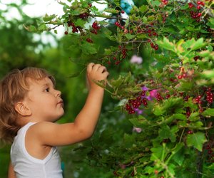 Gartenarbeit im August: Die perfekte Outdoor-Zeit für kleine Beeren-Fans