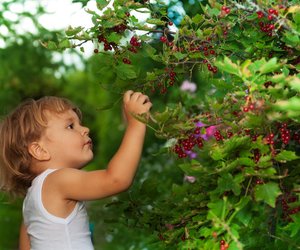 Gartenarbeit im August: Wer Beeren liebt, muss jetzt unbedingt nach draußen