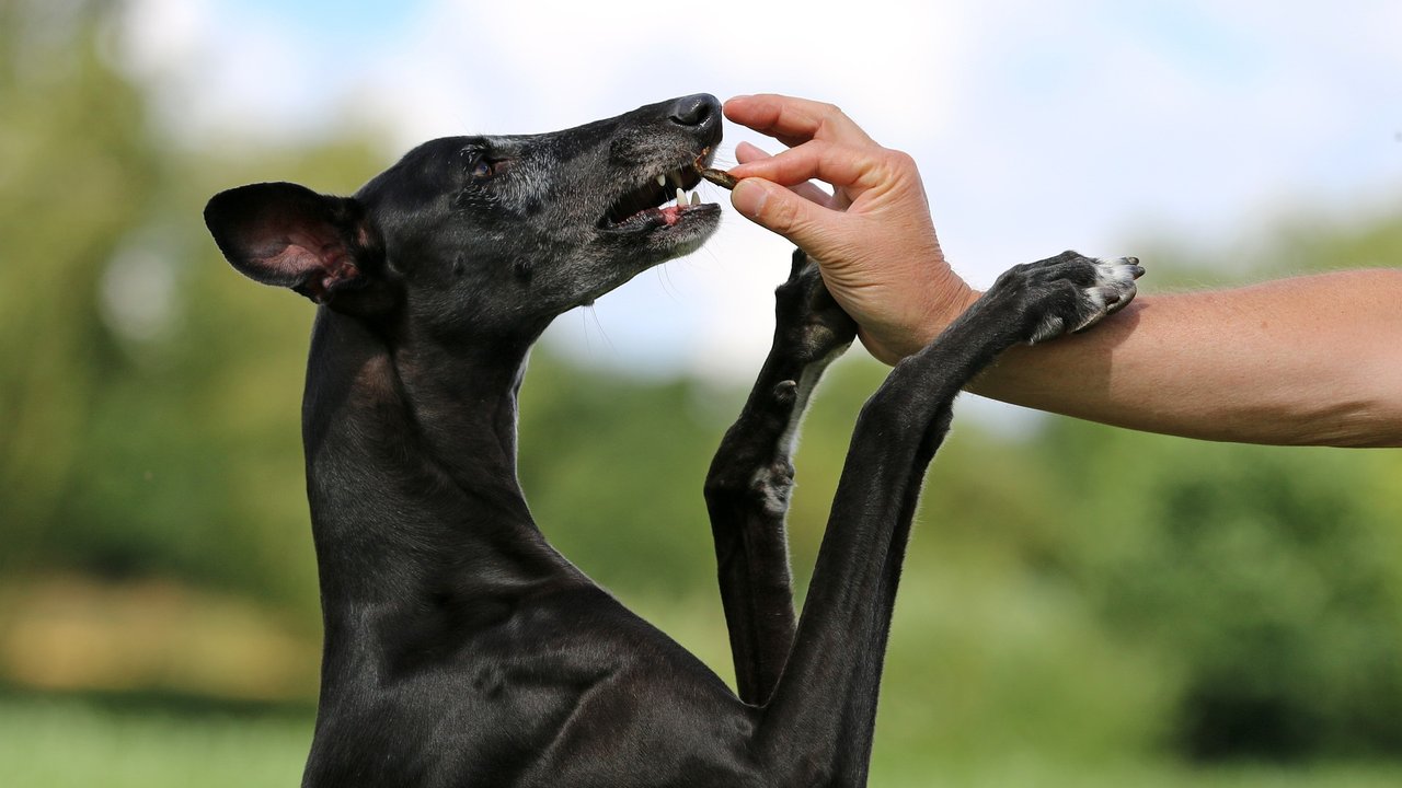 Gegen ein Leckerli unterwegs hat kein Hund etwas einzuwenden.