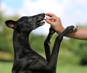 Für Snacks und Co.: Diese praktische Gassi-Tasche von Amazon begeistert Hundefreunde