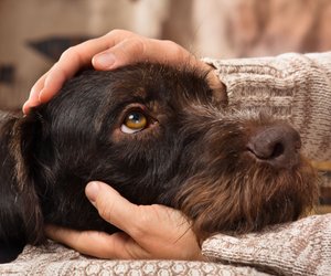 Neidische Vierbeiner: Diese Hunderassen sind extrem besitzergreifend