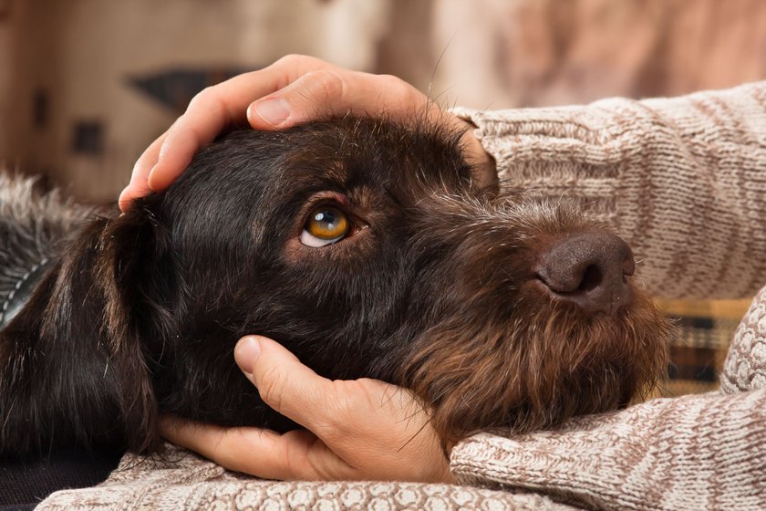 Eifersüchtige Hunde