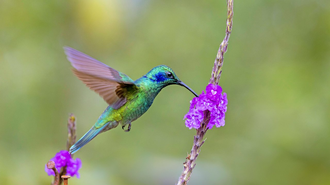 Wie alle Kolibris kann der Veilchenohrkolibri in der Luft stehenbleiben.