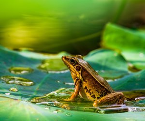 Was sind Amphibien? Tiere der Evolutionsgeschichte