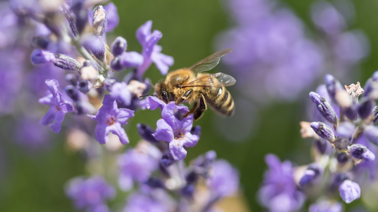 Biene auf Lavendel Bienenfreundliche Pflanzen Garten Balkon