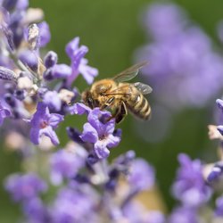 Für Balkon & Garten: Diese 9 Pflanzenarten sind besonders bienenfreundlich