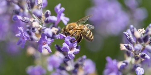 Für Balkon & Garten: Diese 9 Pflanzenarten sind besonders bienenfreundlich