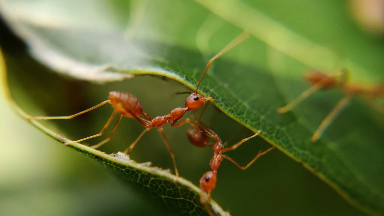Ameisen sind emsige Arbeitstiere.