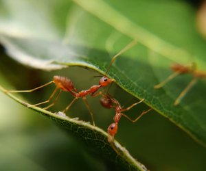 Ameisen als Haustiere – einfach und mit wenig Zeitaufwand zu halten