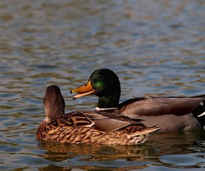 Dürfen Enten Haferflocken essen? Das richtige Futter finden