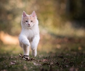 Draußen unterwegs: Diese Katzenrassen müssen jeden Tag ins Freie