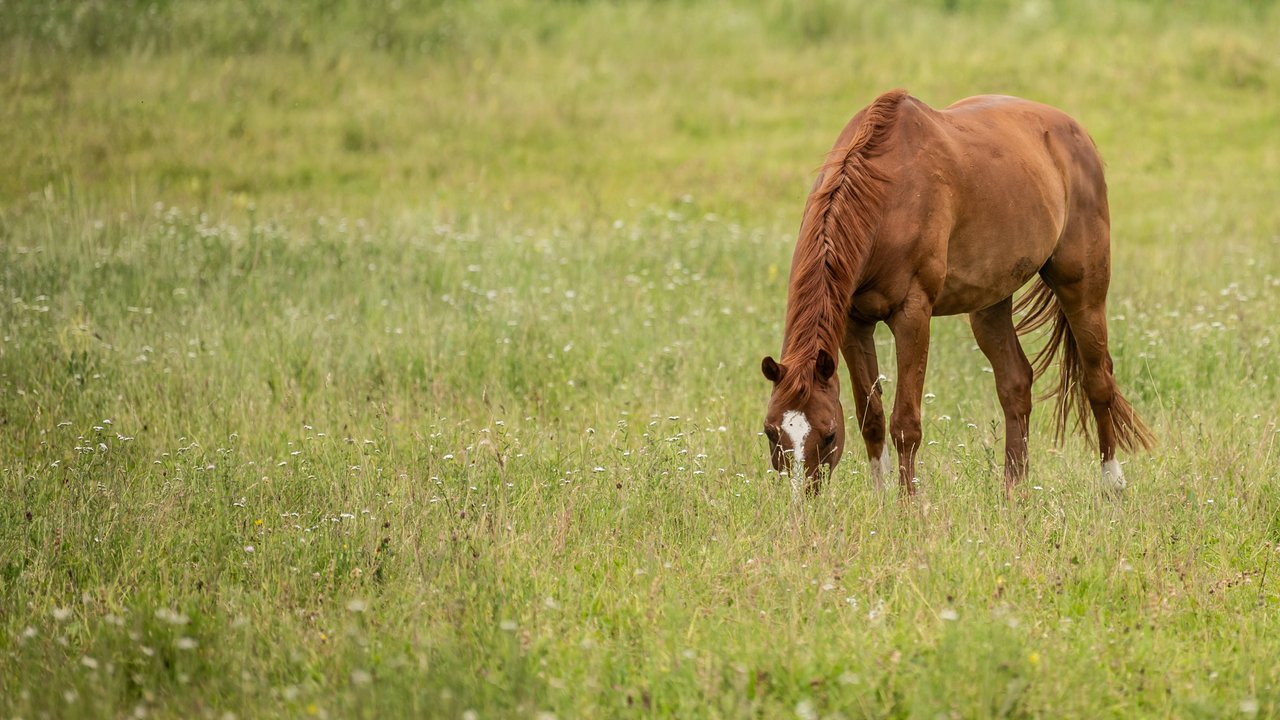 Auf der Koppel findet ein Pferd viel Gras, aber auch Obst ist wichtig.