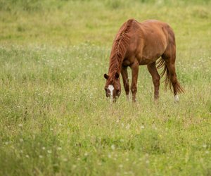 Dürfen Pferde Birnen essen? Darauf musst du achten