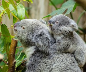 Koala in der Kinderserie: Knuddelbären und andere Superhelden