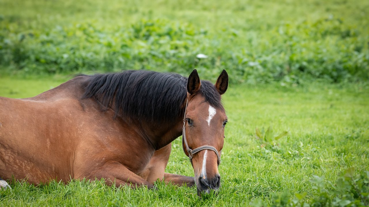 Nach einem Ausritt liebt das Pferd Ruhe und gute Snacks.