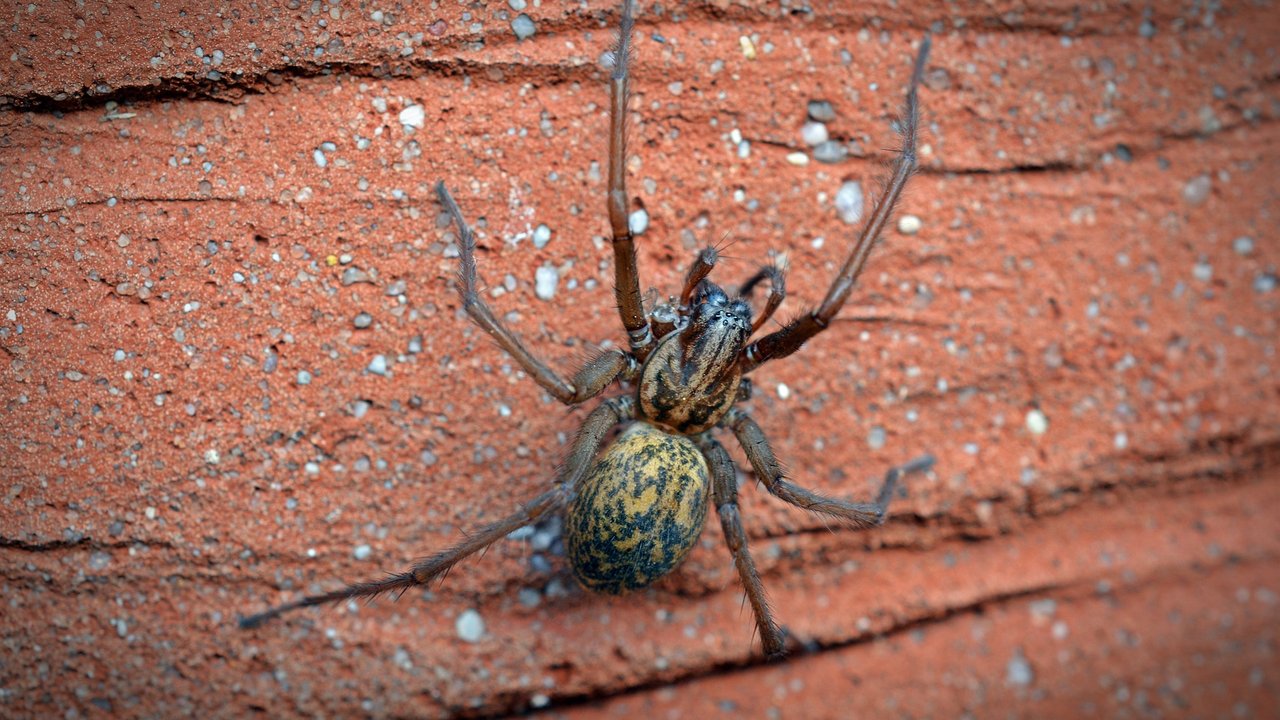 Allein das Äußere der Hauswinkelspinne macht vielen Menschen Gänsehaut.