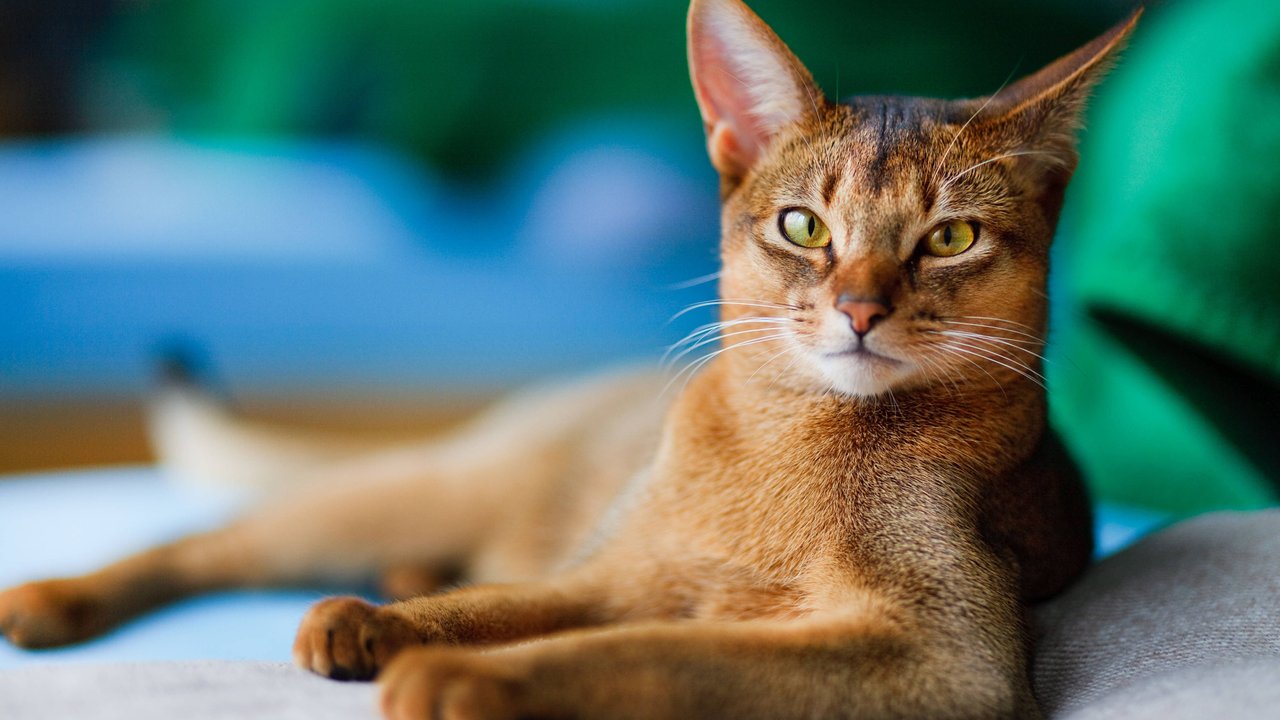 Katze